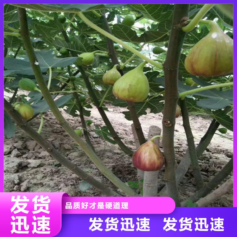 无花果-板栗苗不只是质量好