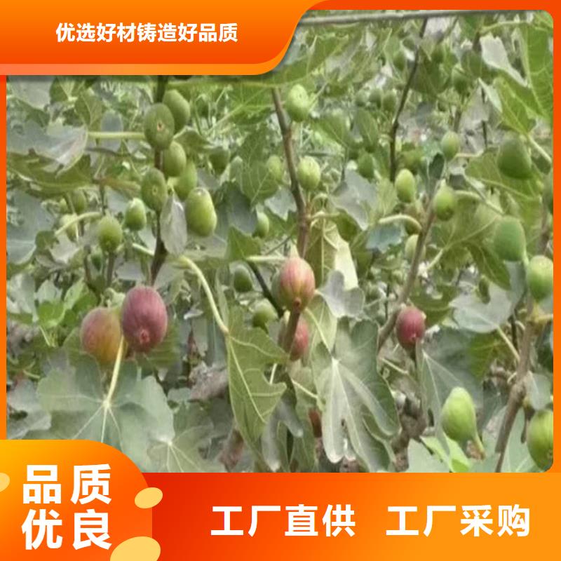 无花果_樱桃苗诚信商家服务热情
