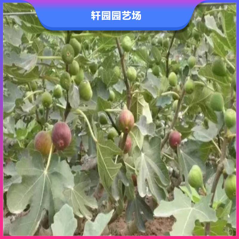 无花果-板栗苗不只是质量好