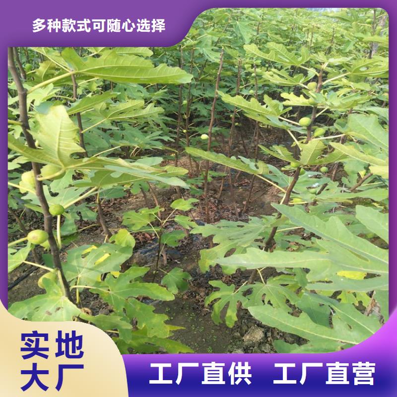 无花果板栗苗质量不佳尽管来找我