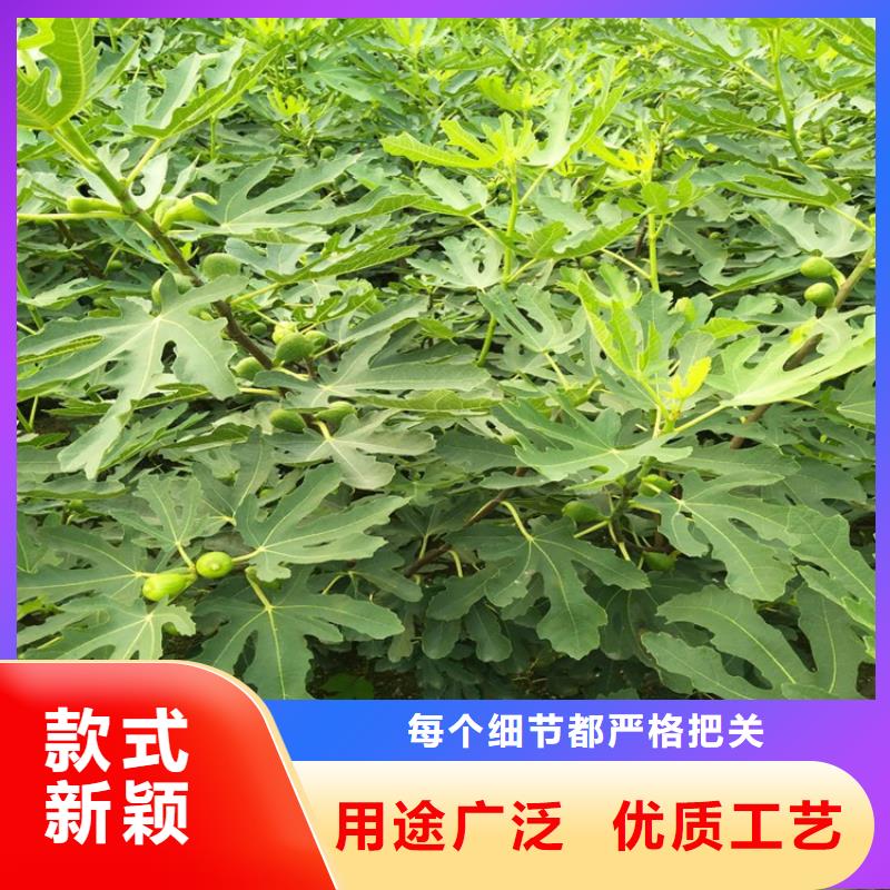 无花果-板栗苗不只是质量好