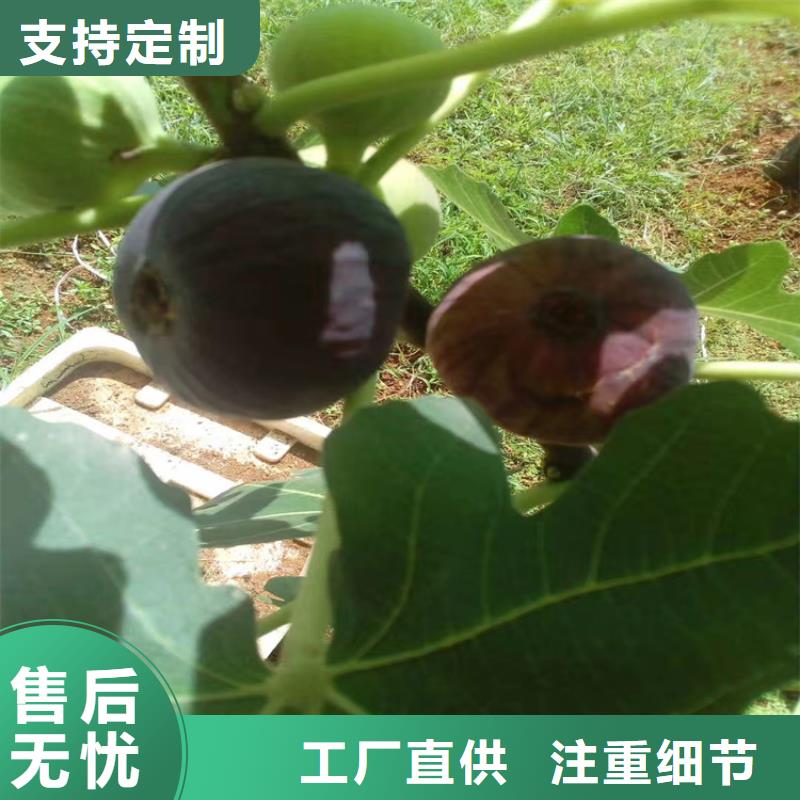 无花果【桃树苗】优选原材_轩园园艺场(十堰市分公司)