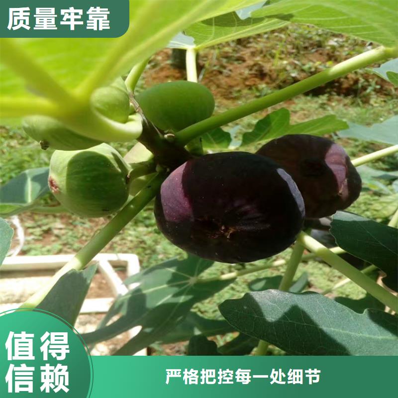 【无花果_北美冬青买的放心安兴用的舒心】