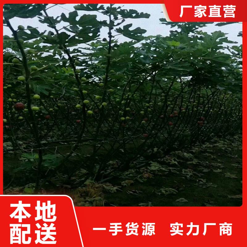 无花果【桃树苗】优选原材_轩园园艺场(十堰市分公司)