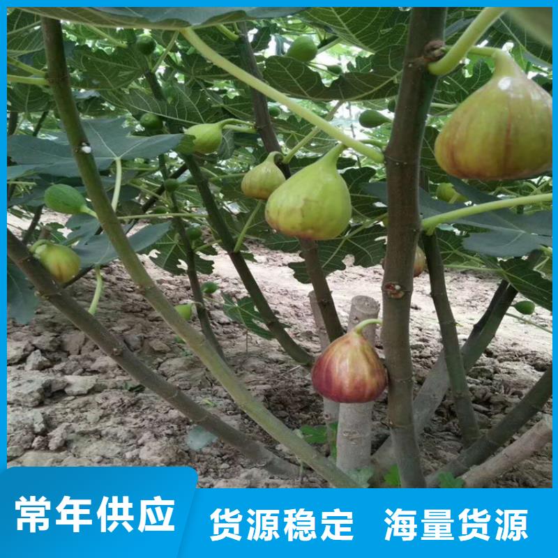无花果【桃树苗】优选原材_轩园园艺场(十堰市分公司)