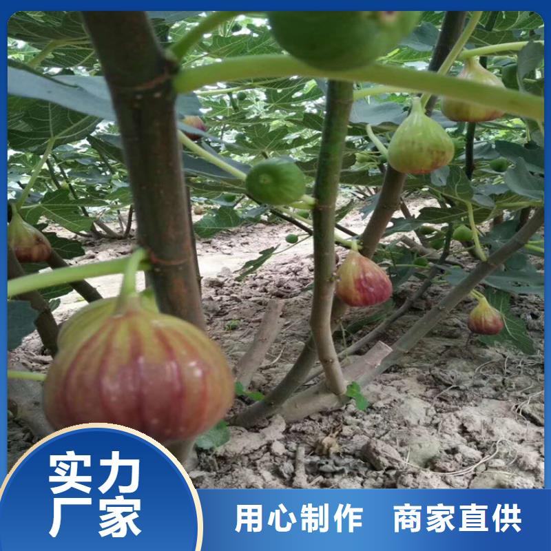 无花果【桃树苗】优选原材_轩园园艺场(十堰市分公司)