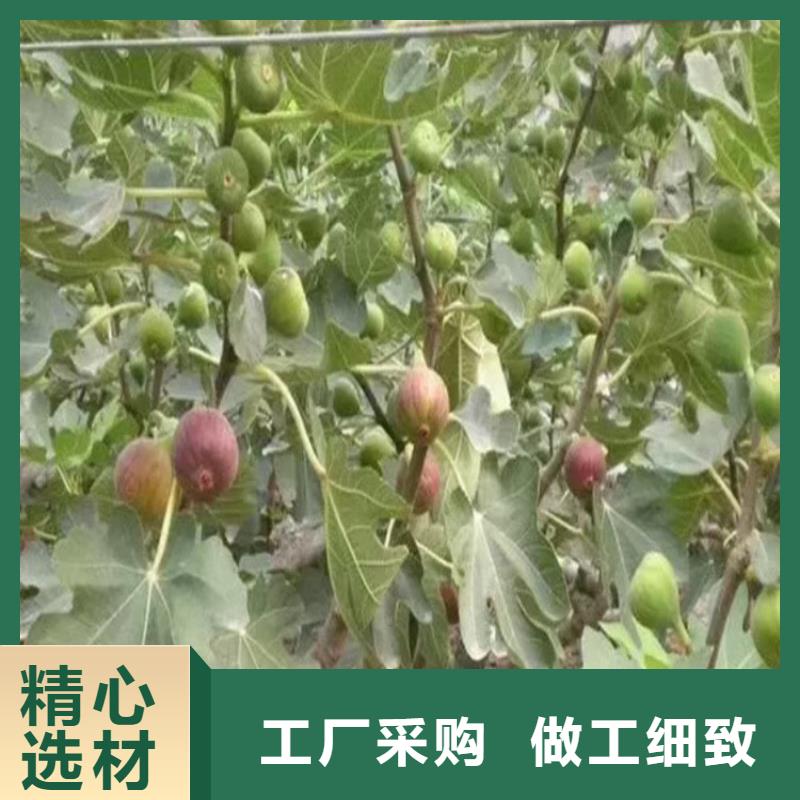 【 无花果 樱桃苗我们更专业】-轩园园艺场(赣州市分公司)-二八商务