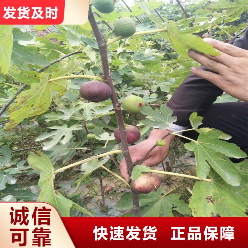 【 无花果 樱桃苗我们更专业】-轩园园艺场(赣州市分公司)-二八商务