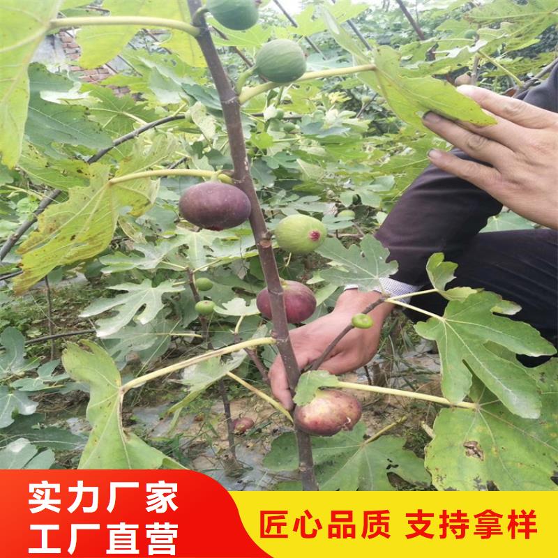 无花果【桃树苗】优选原材_轩园园艺场(十堰市分公司)