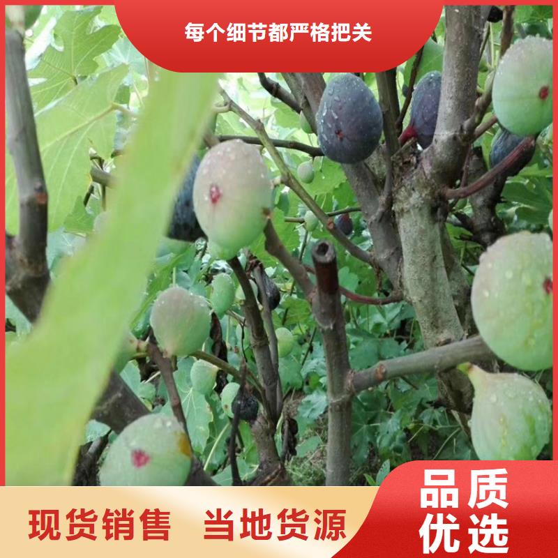 无花果-板栗苗不只是质量好