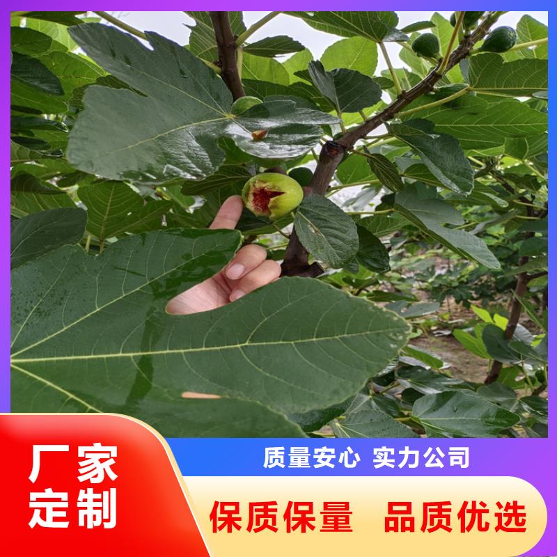 无花果板栗苗质量不佳尽管来找我