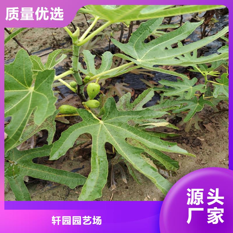 无花果-板栗苗不只是质量好