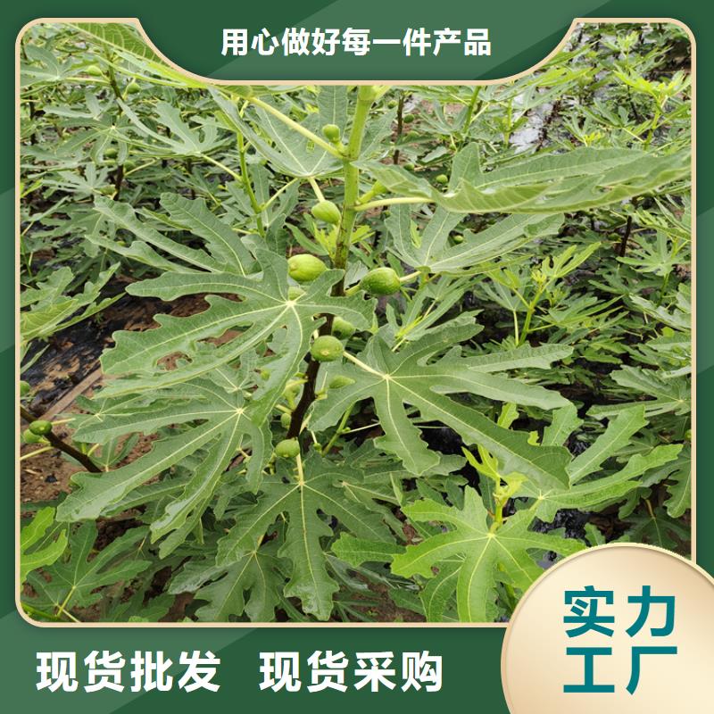 无花果【苹果苗】性价比高