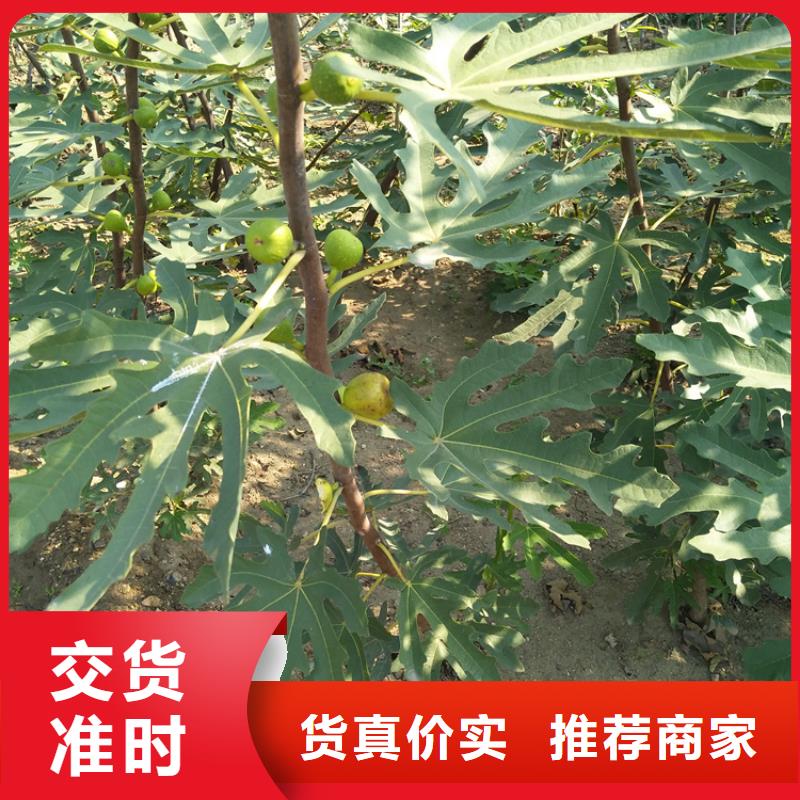 无花果-板栗苗不只是质量好