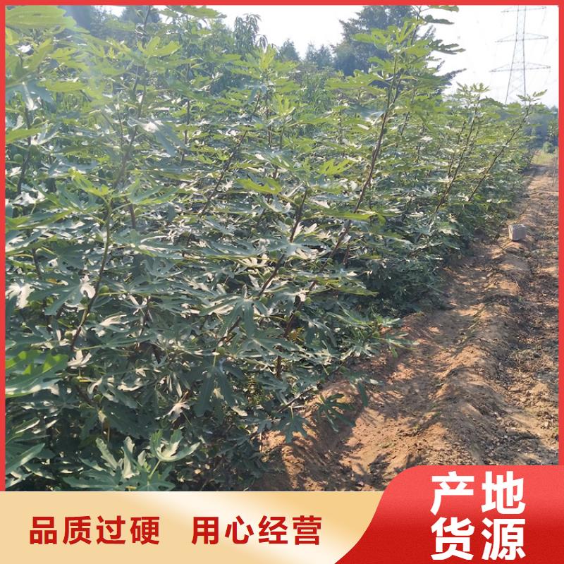 【 无花果,梨树苗现货直供】同城经销商