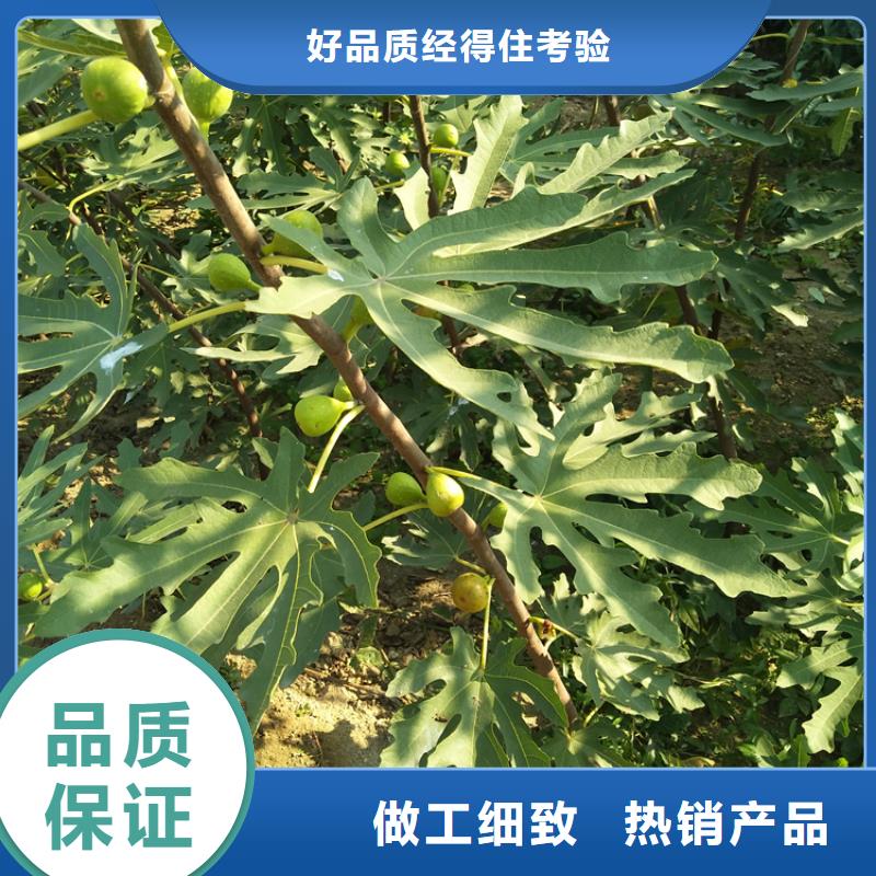 无花果板栗苗质量不佳尽管来找我