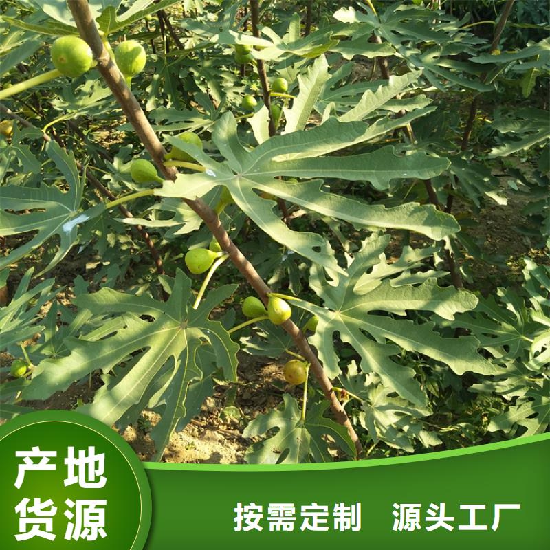 无花果【桃树苗】优选原材_轩园园艺场(十堰市分公司)