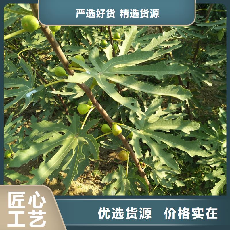 无花果蓝莓苗源头厂家量大价优