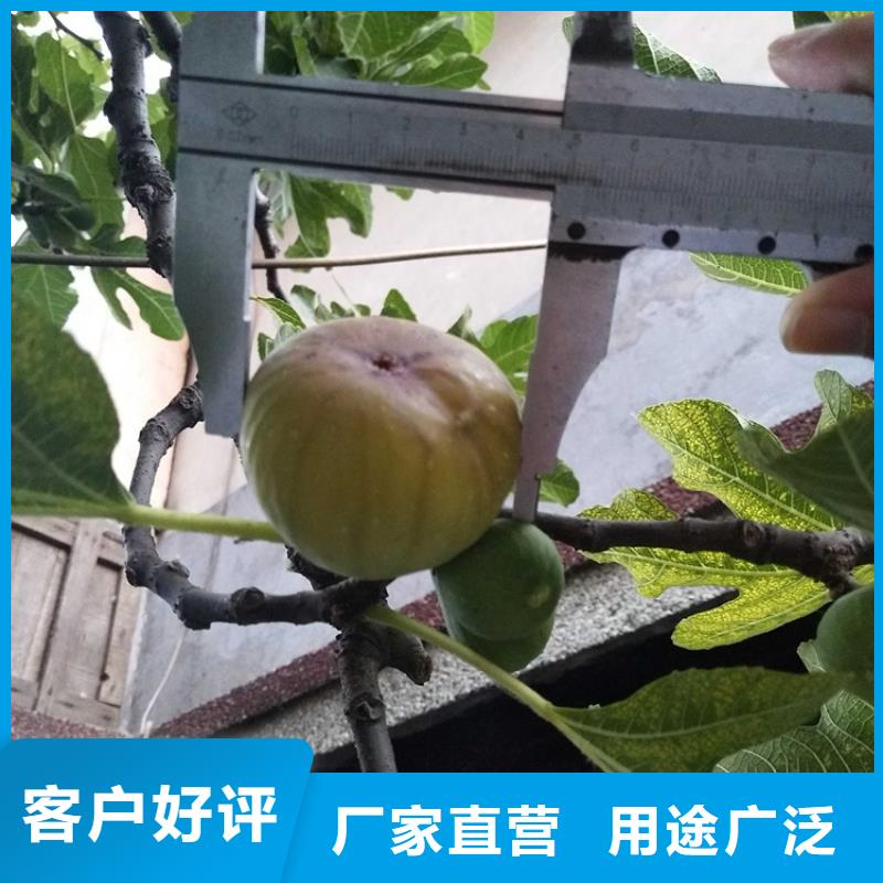无花果【桃树苗】优选原材_轩园园艺场(十堰市分公司)