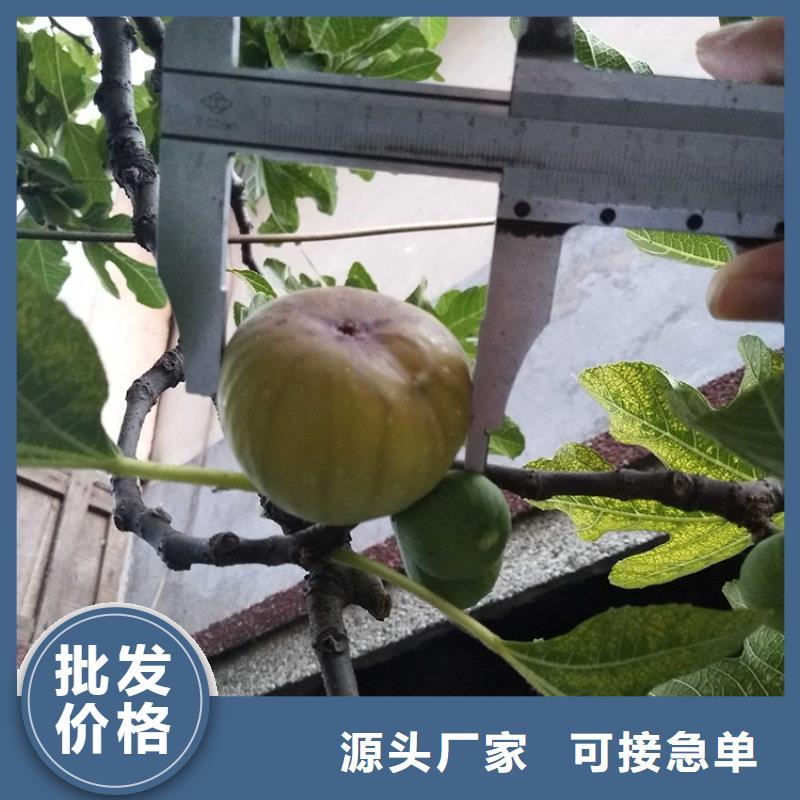 无花果_樱桃苗诚信商家服务热情