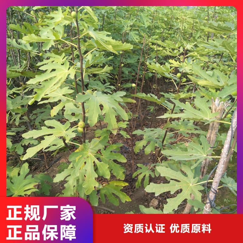 无花果【苹果苗】性价比高