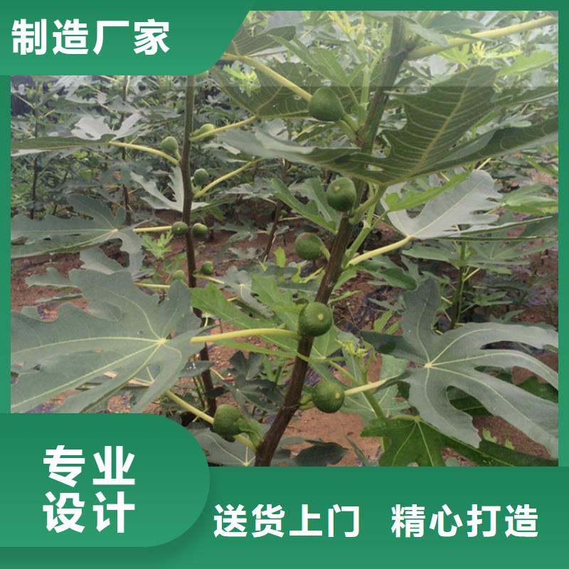 【 无花果,梨树苗现货直供】同城经销商