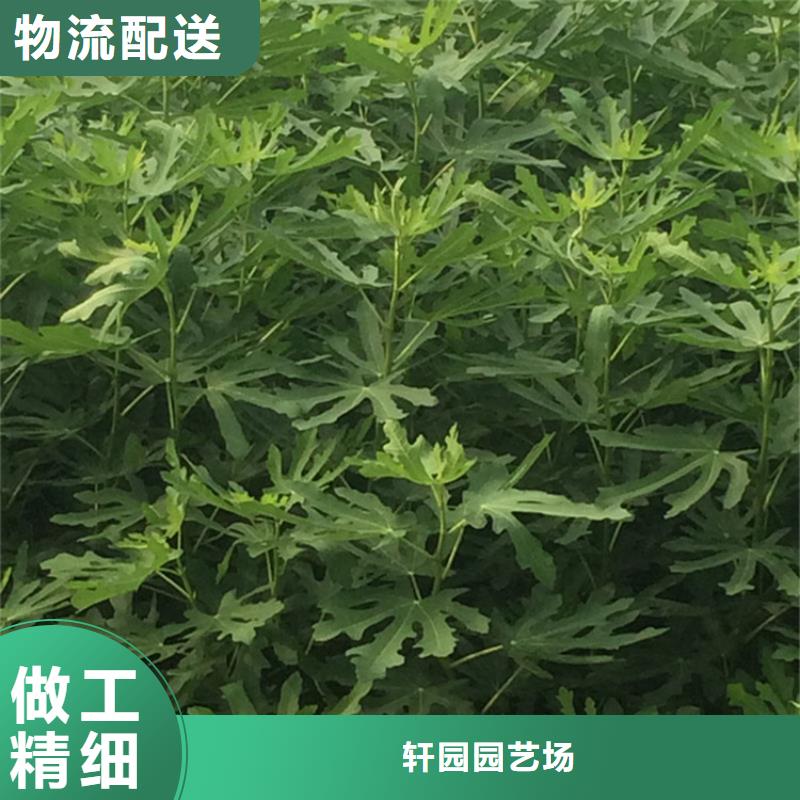 无花果樱桃苗厂家直营