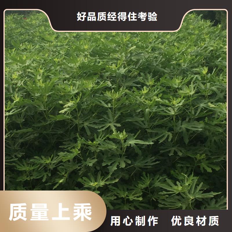 无花果【桃树苗】优选原材_轩园园艺场(十堰市分公司)