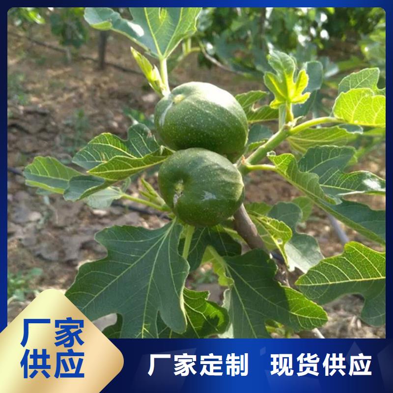 无花果【桃树苗】优选原材_轩园园艺场(十堰市分公司)