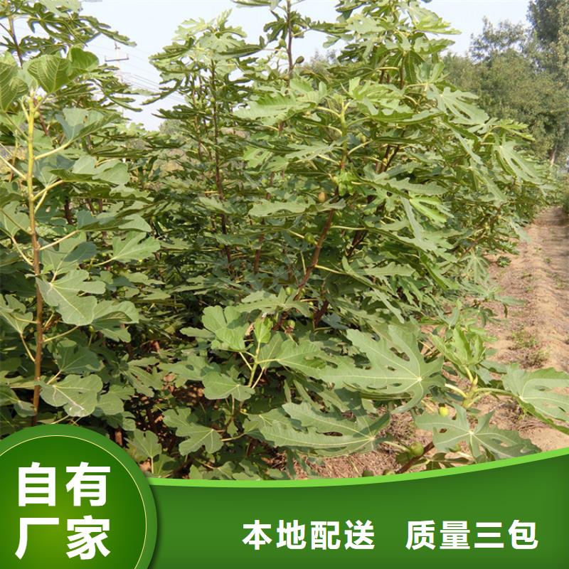 无花果【桃树苗】优选原材_轩园园艺场(十堰市分公司)