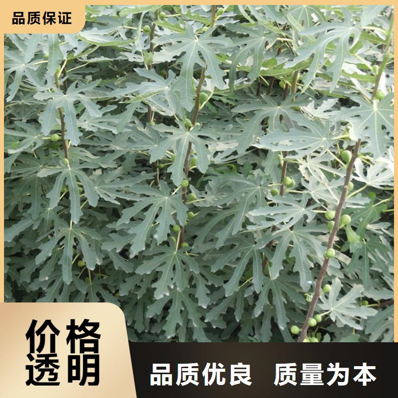 无花果樱桃苗厂家直营
