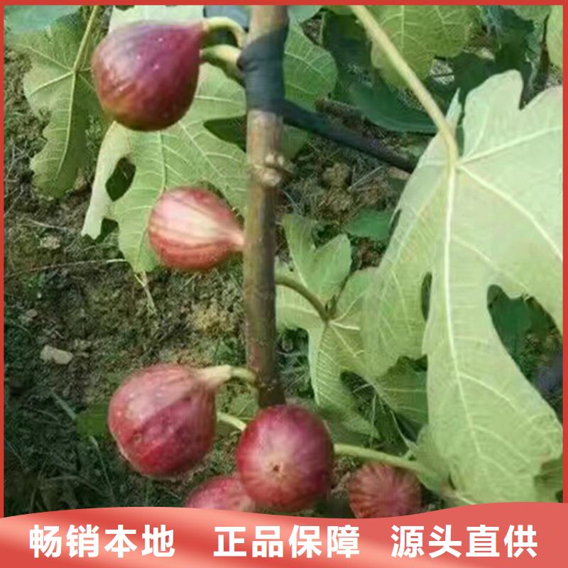 无花果樱桃苗厂家直营
