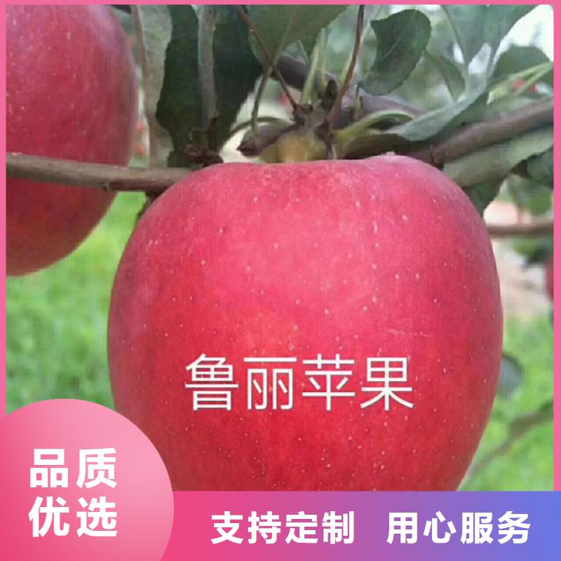 【苹果_板栗苗精心】