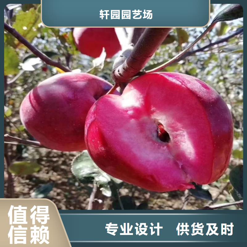 苹果樱桃苗型号全价格低