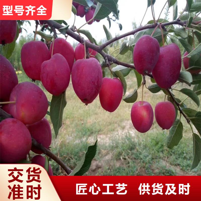 苹果,嘎啦苹果诚信商家服务热情