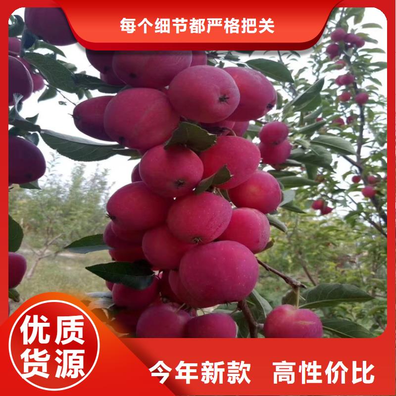 苹果苹果苗精工细致打造
