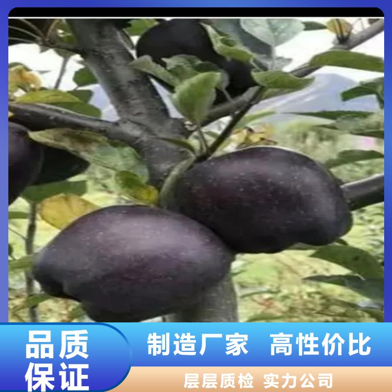 【苹果_板栗苗精心】