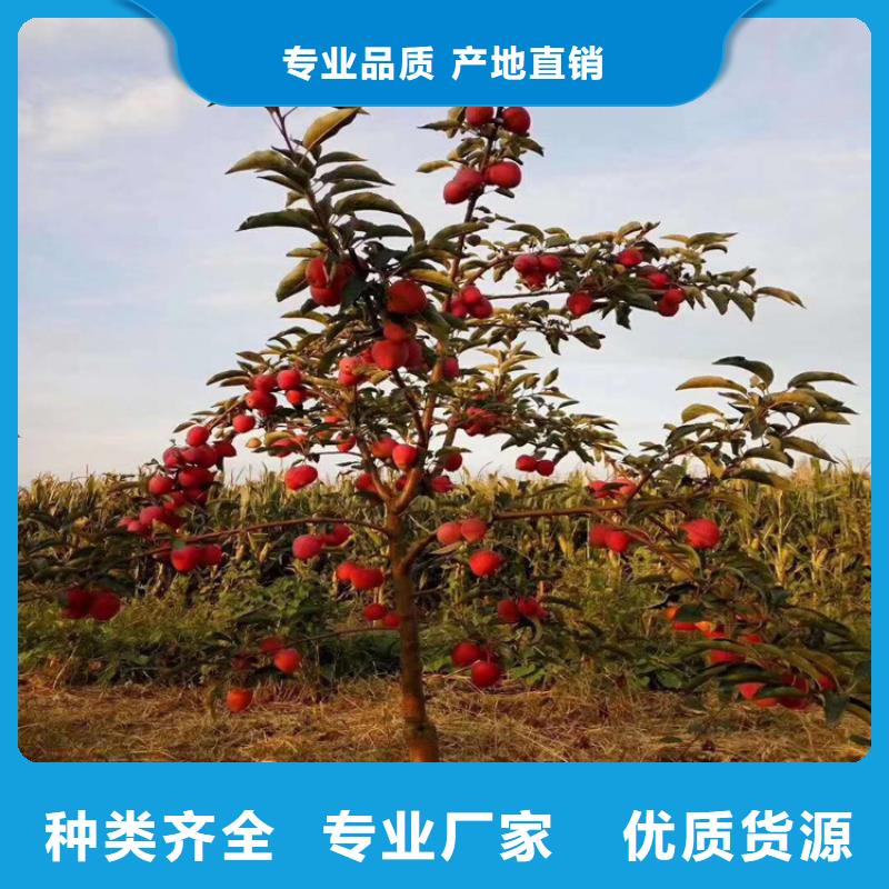 苹果【蓝莓苗】种类丰富