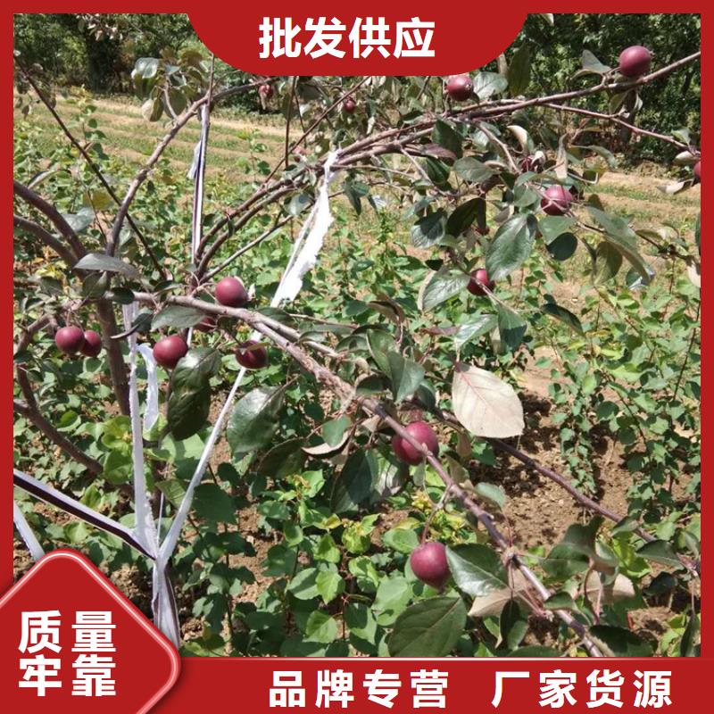 【 苹果_无花果苗规格型号全】-市场覆盖|龙江|碾子山|佳木斯|牡丹江|绥化|哈尔滨|鹤岗-二八商务