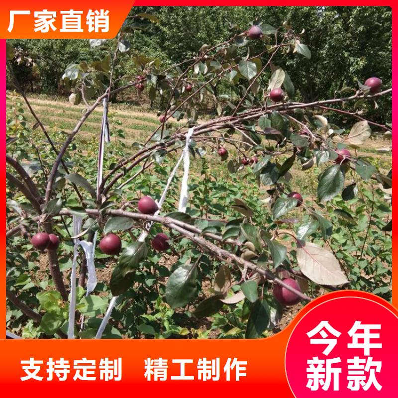 【 苹果_无花果苗规格型号全】-市场覆盖|龙江|碾子山|佳木斯|牡丹江|绥化|哈尔滨|鹤岗-二八商务