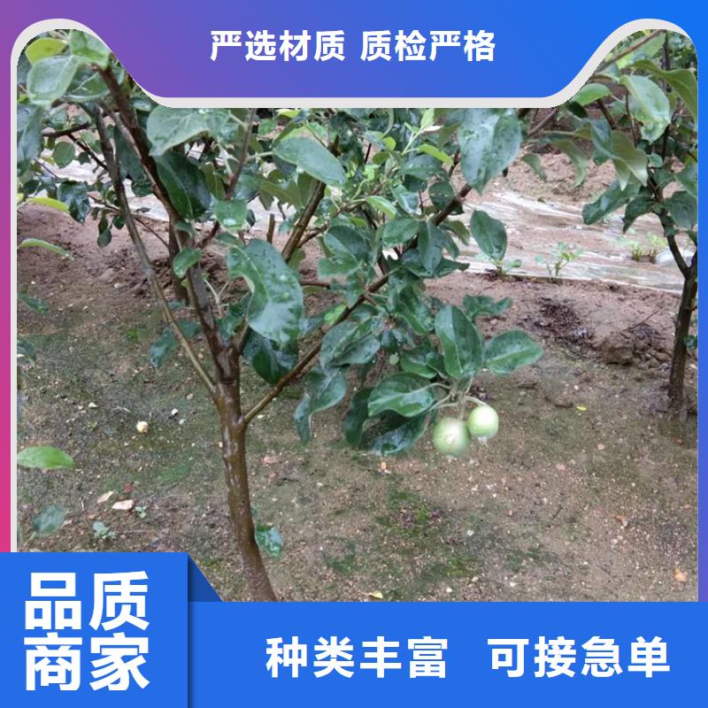 轩园石榴树苗苹果-【苹果苗】厂家直销直供28354.com