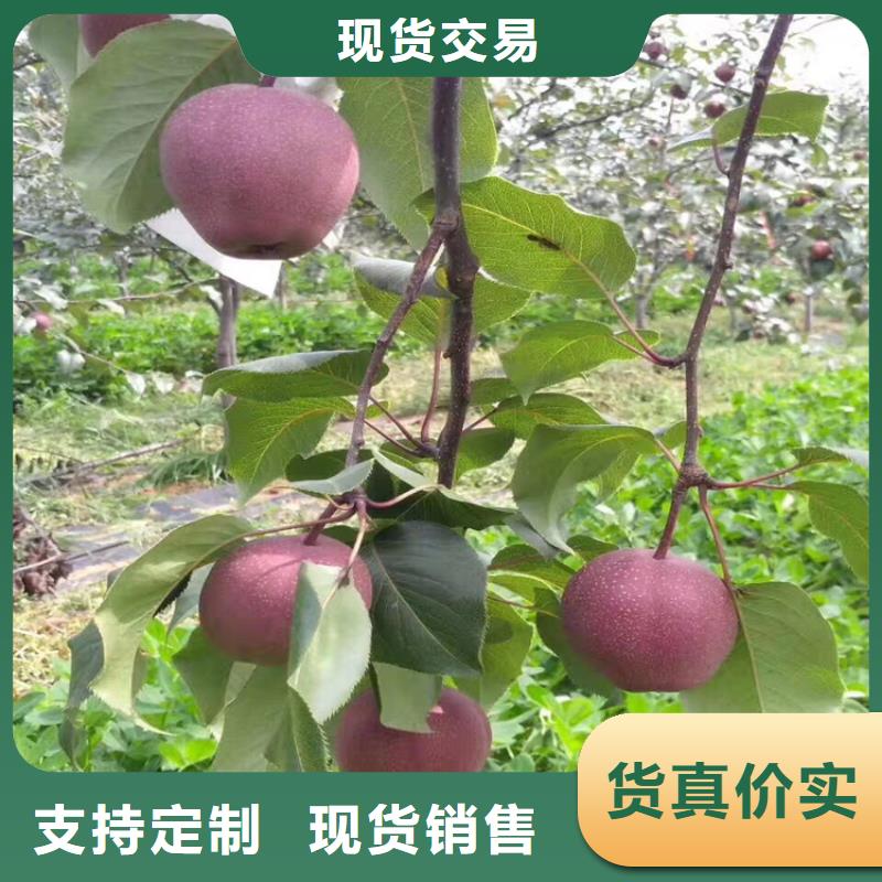 苹果樱桃苗海量库存
