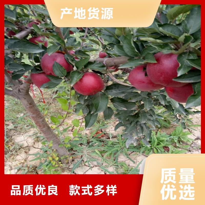 【苹果】桃树苗质检严格|赤峰|鄂尔多斯|阿拉善|兴安|锡林郭勒28354.com