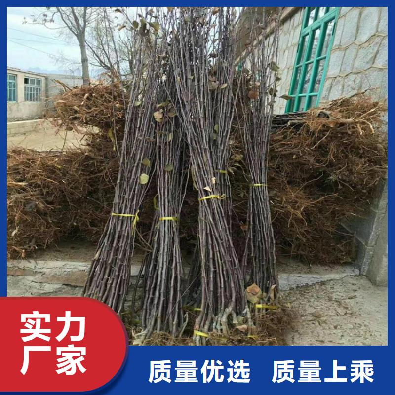 【苹果】桃树苗质检严格|赤峰|鄂尔多斯|阿拉善|兴安|锡林郭勒28354.com