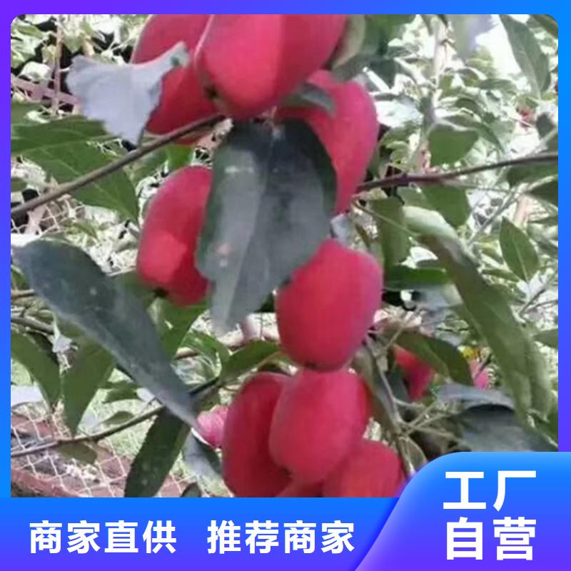 轩园石榴树苗苹果-【苹果苗】厂家直销直供28354.com