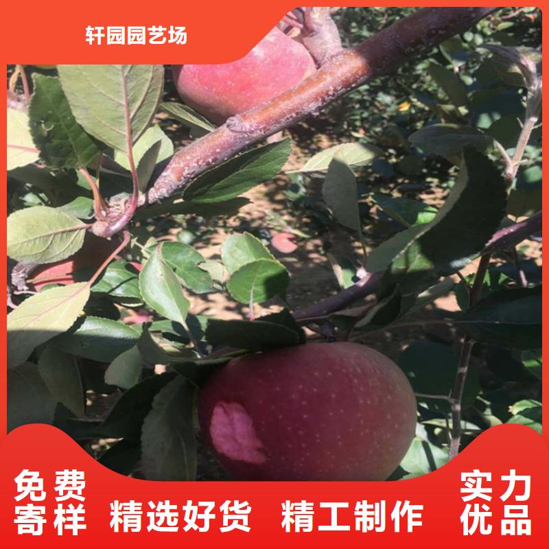 【苹果_板栗苗精心】