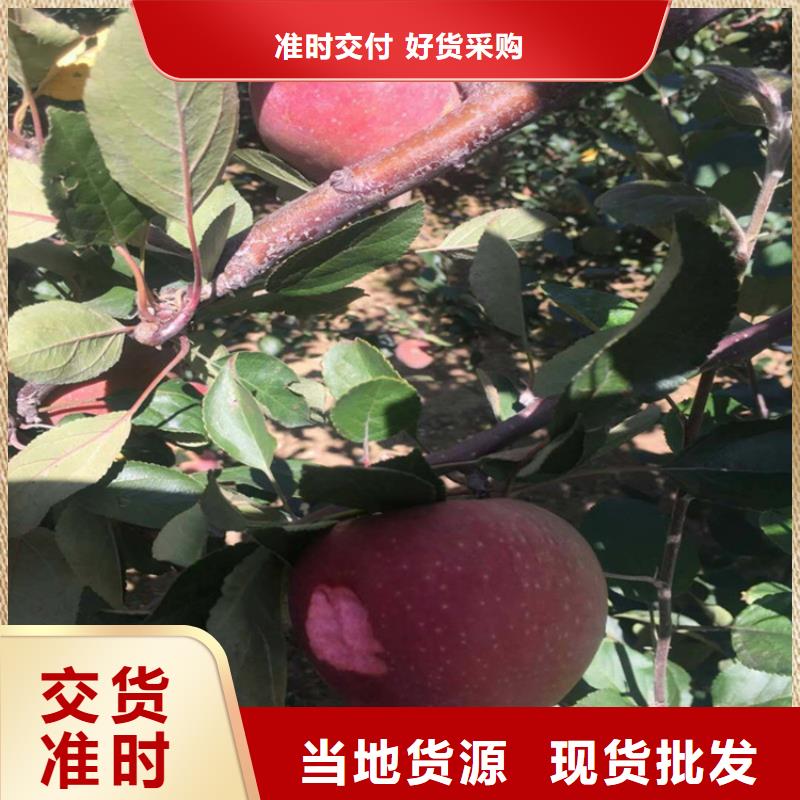 轩园石榴树苗苹果-【苹果苗】厂家直销直供28354.com