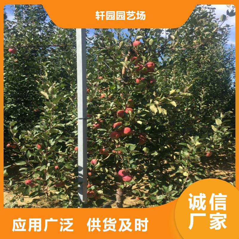 苹果樱桃苗型号全价格低