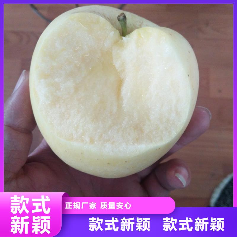 【 苹果_无花果苗规格型号全】-市场覆盖|龙江|碾子山|佳木斯|牡丹江|绥化|哈尔滨|鹤岗-二八商务
