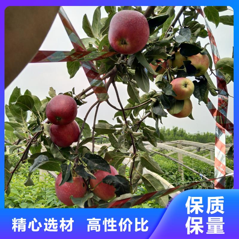 苹果苹果苗精工细致打造